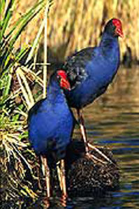 pukeko